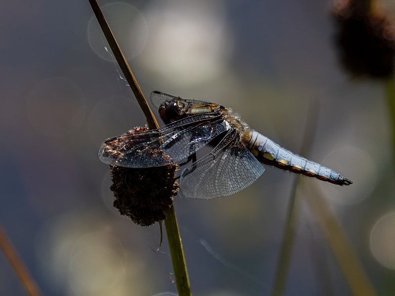 Broad-bodied Chaser - Dragonflies and damselflies