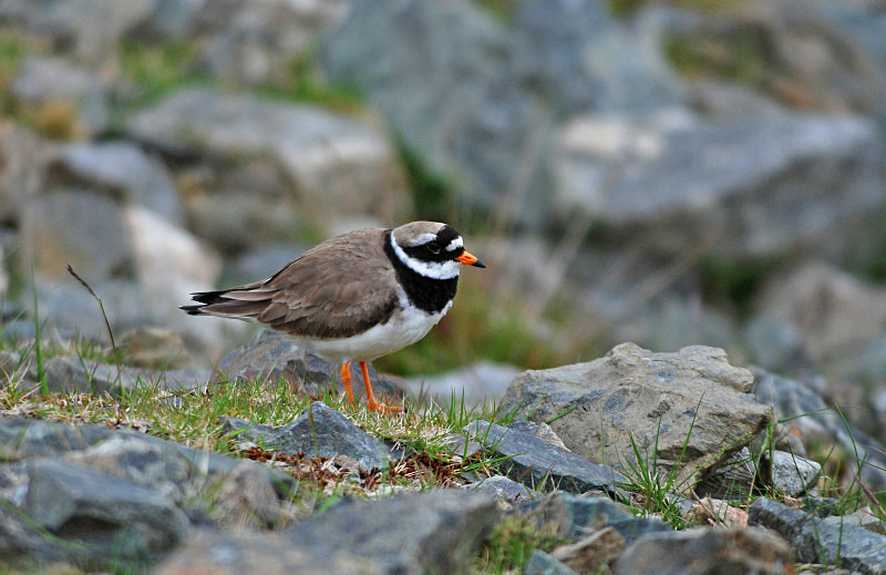 Ringed Plover - Plovers