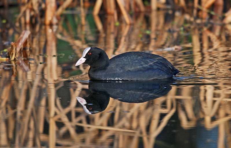Coot - Crakes and rails