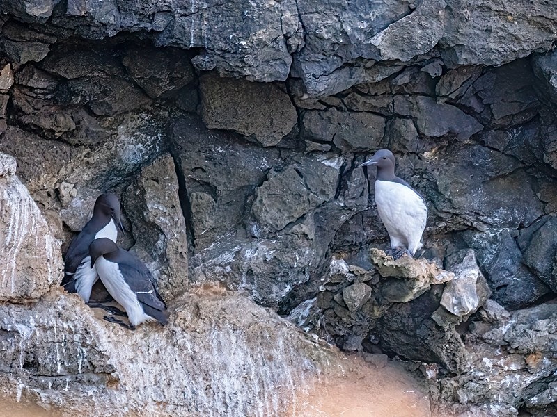 Common Guillemots - Auks