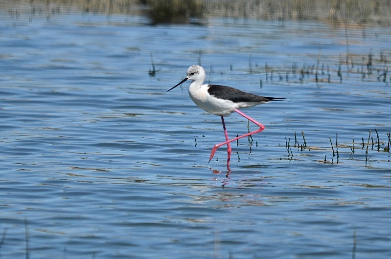 Black-winged Stilt - South and west Spain - April and May 2012