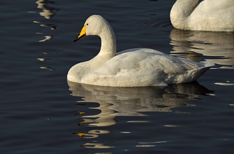 Whooper Swan - Whooper and Bewick's Swans