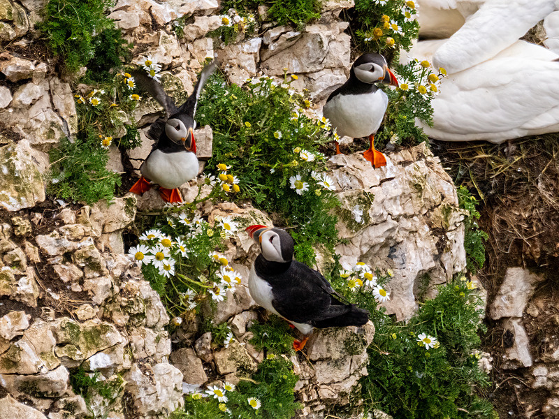 Puffins - Latest photos