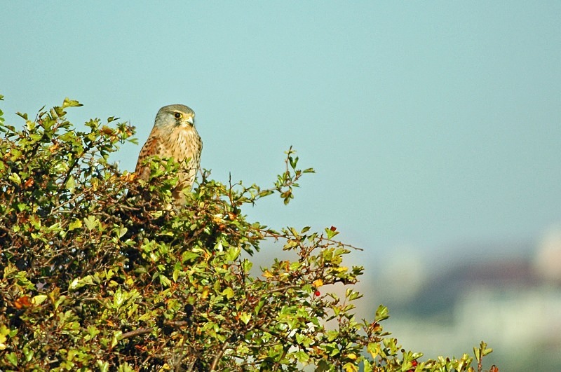 Kestrel - Birds of prey