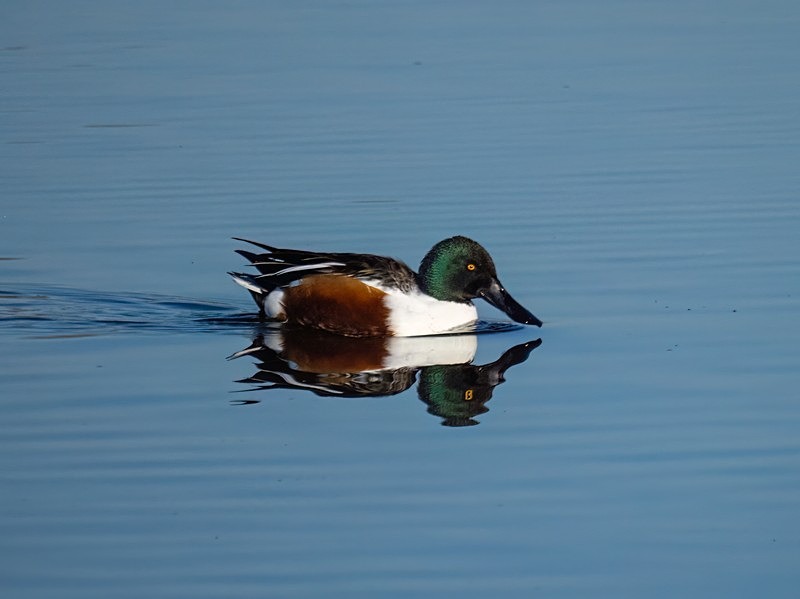 Shoveler - Dabbling ducks