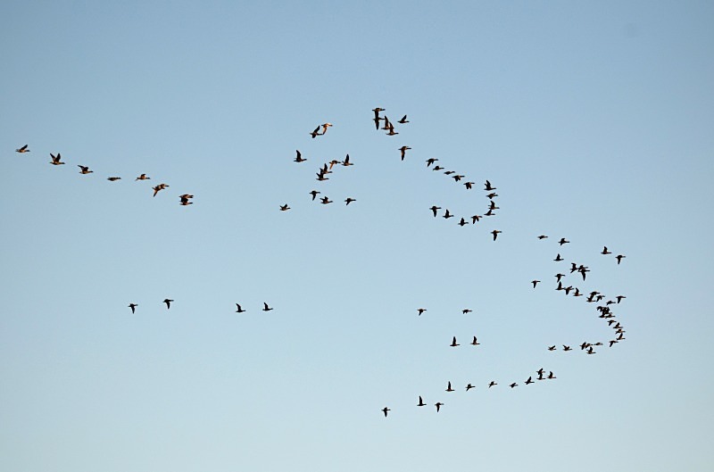 Dark-bellied Brent Geese - Black geese