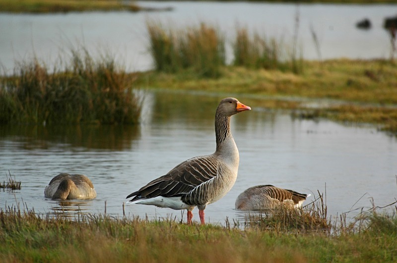 Greylag Goose - Grey geese