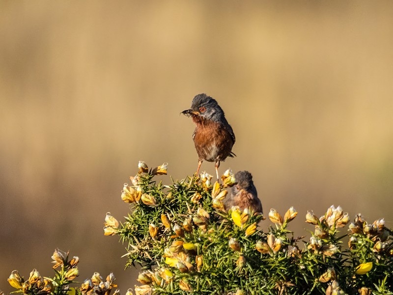 Dartford Warbler - Warblers