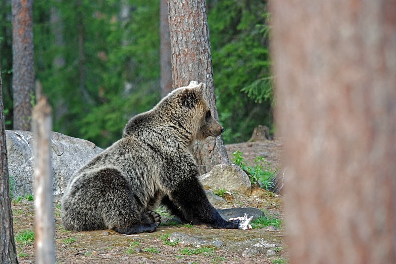 Brown Bear - North Finland and north Norway - May and June 2009