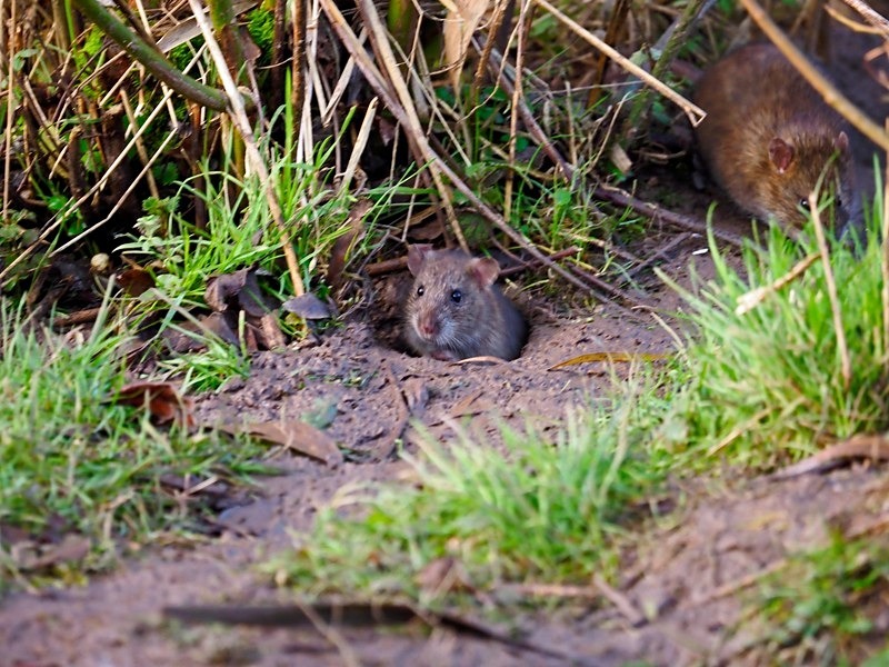 Brown Rat - Other mammals