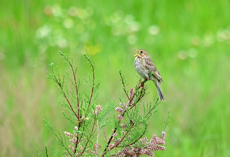 Corn Bunting - East Macedonia and Thrace