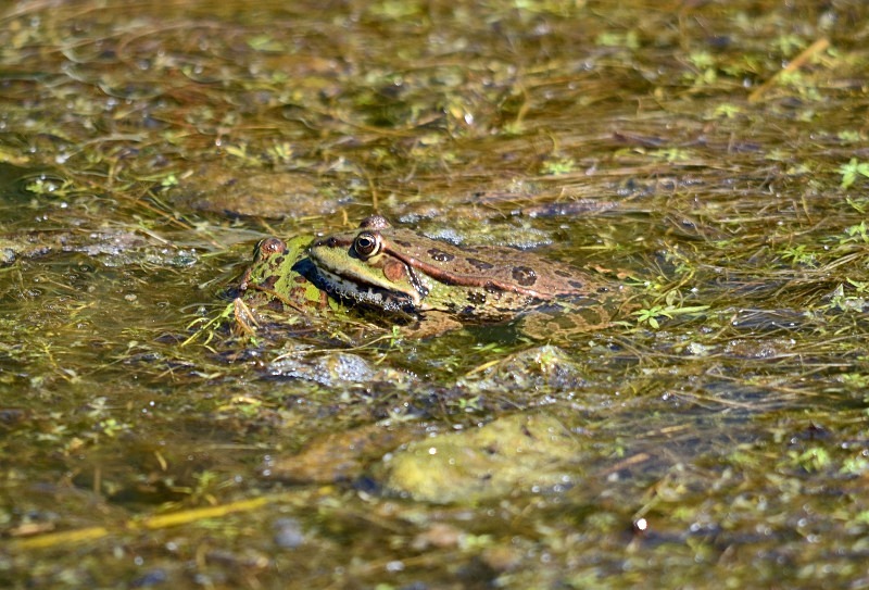 Marsh Frog - Frogs and toads