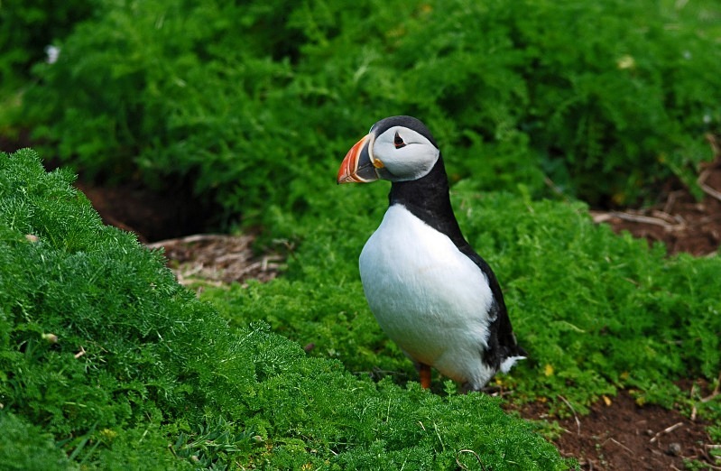 Puffin - Puffins