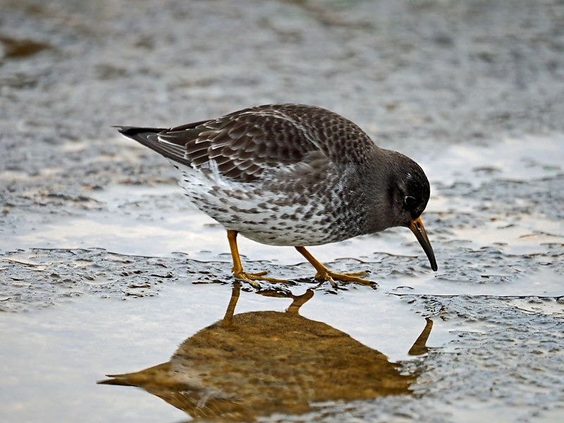 Purple Sandpiper - Sandpipers