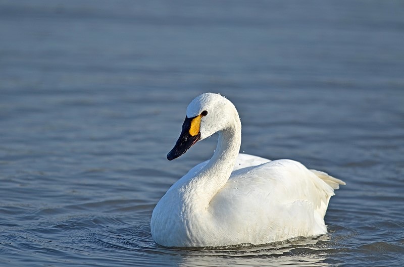 Bewick's Swan - Whooper and Bewick's Swans