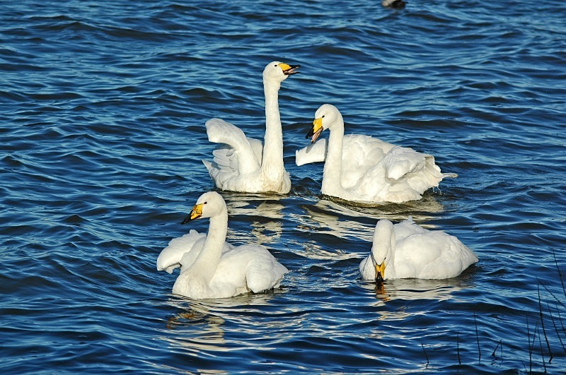 Whooper Swans - Whooper and Bewick's Swans