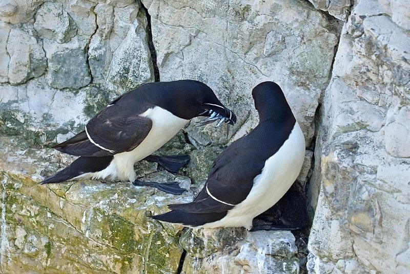 Razorbills