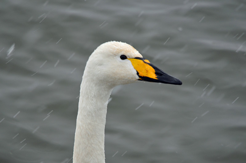 Whooper Swan - Whooper and Bewick's Swans