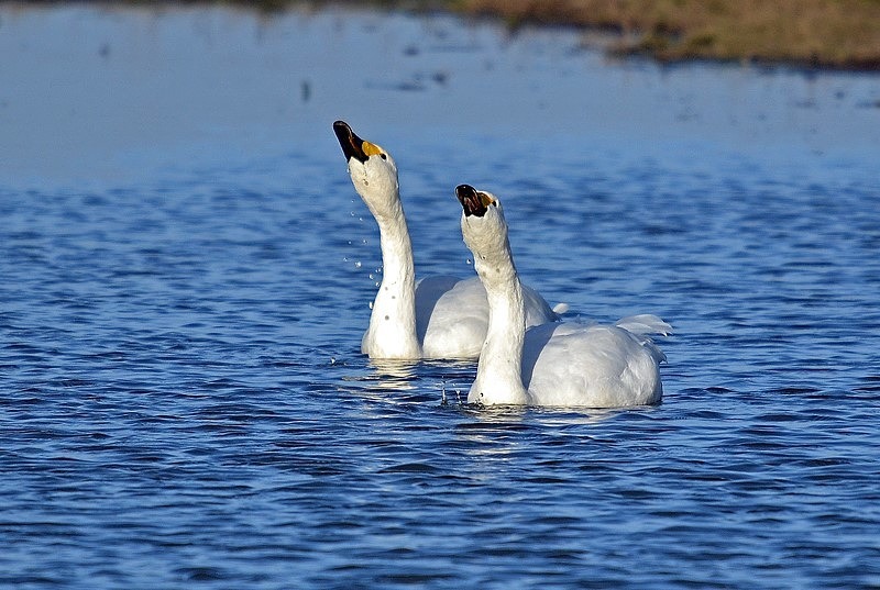 Bewick's Swans - Whooper and Bewick's Swans