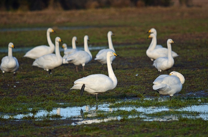 Whooper Swans - Whooper and Bewick's Swans
