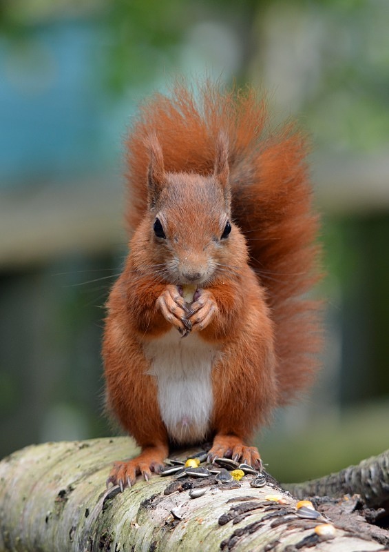 Red Squirrel - Red Squirrel