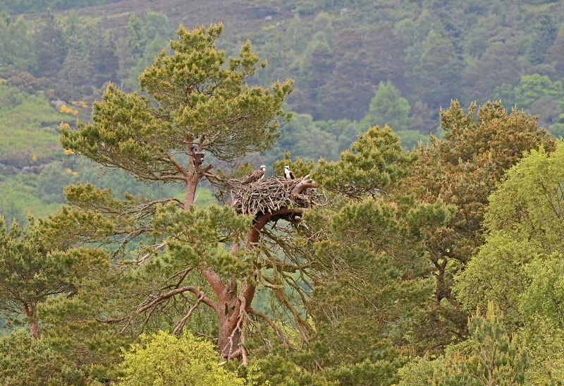 Ospreys - Birds of prey
