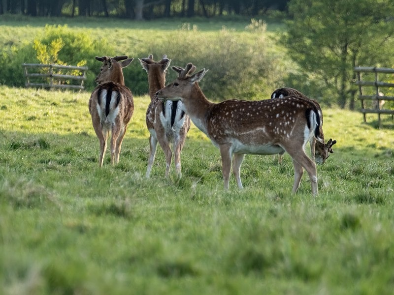 Fallow Deer - Fallow Deer
