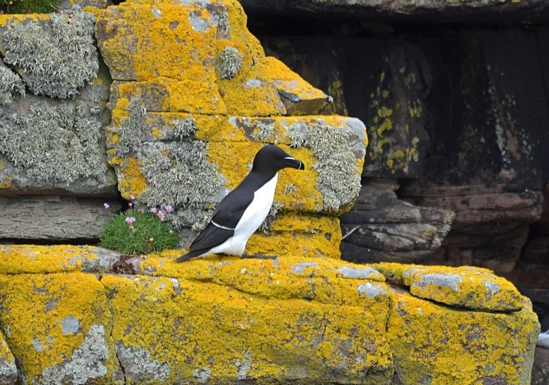 Razorbill - Auks