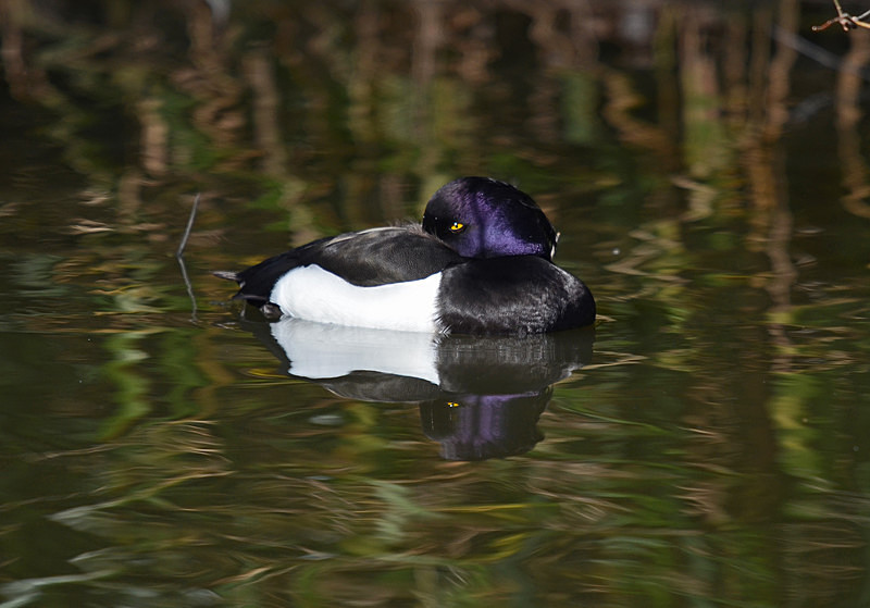 Tufted Duck - Diving ducks
