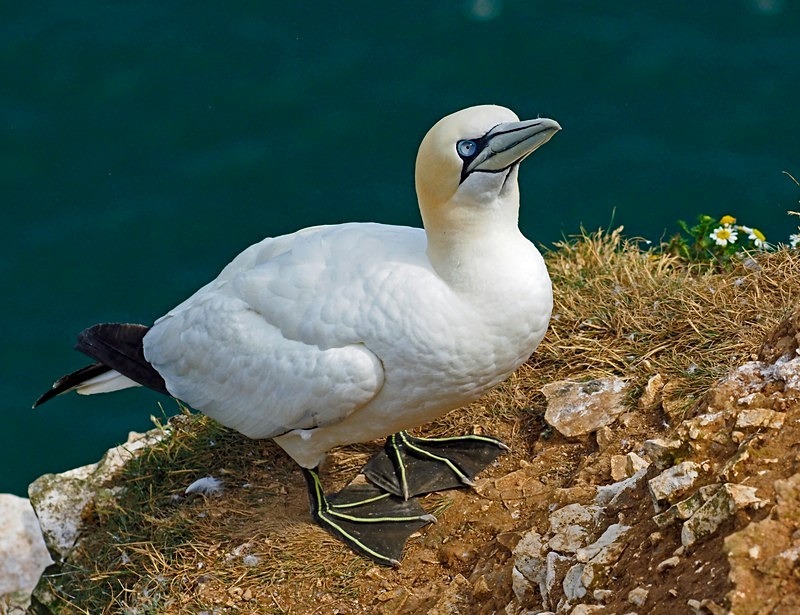 Gannet - Gannets