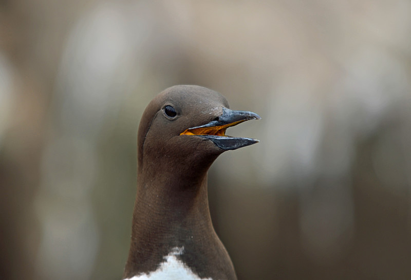 Common Guillemot - Auks