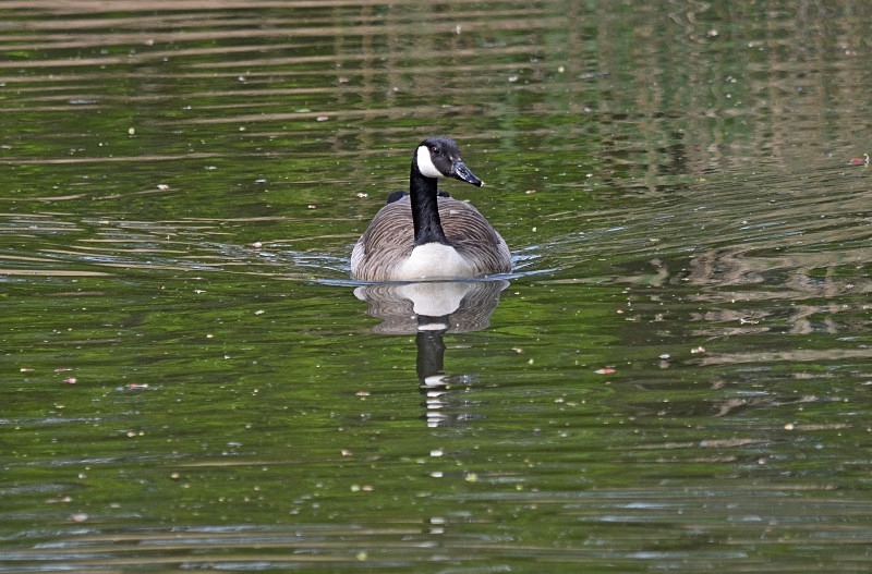 Canada Goose - Black geese