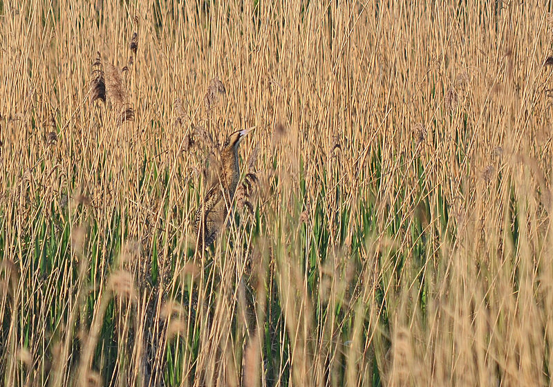 Bittern - Herons and egrets