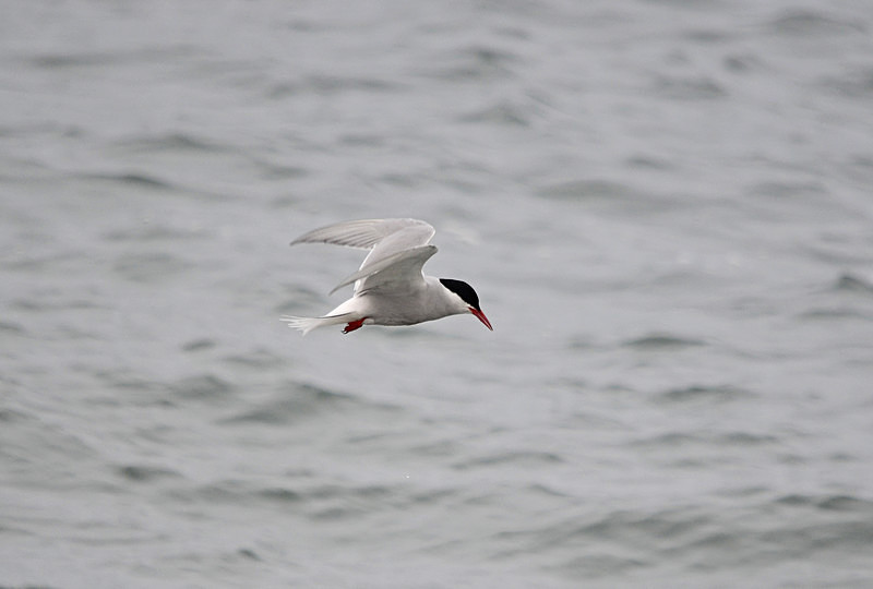Arctic Tern - North east Iceland