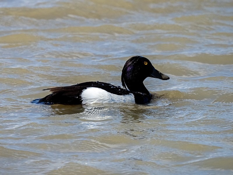 Tufted Duck - Diving ducks