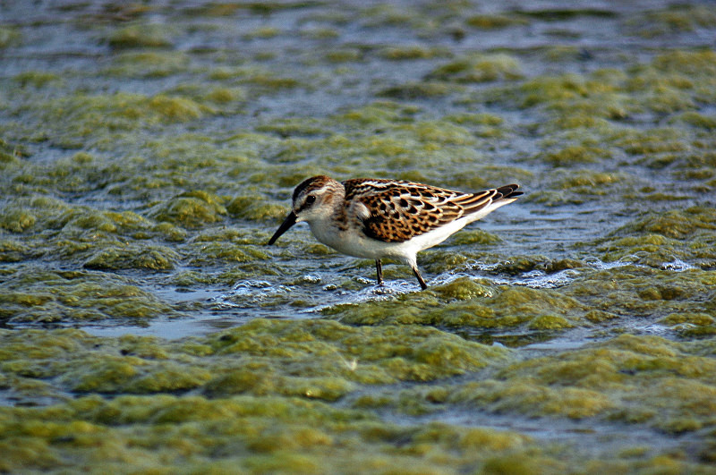 Little Stint - Sandpipers