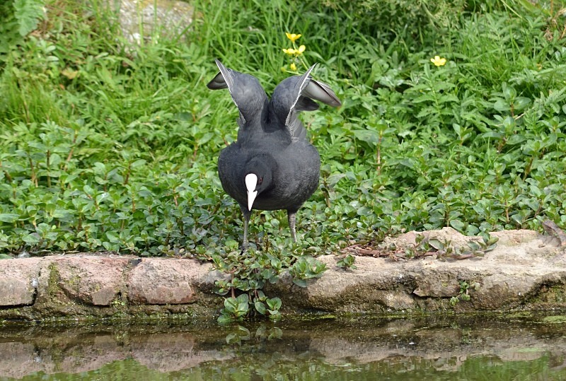 Coot - Crakes and rails