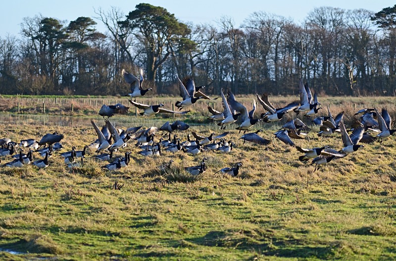 Barnacle Geese - Black geese