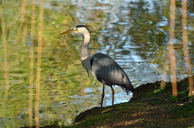 Grey Heron - Herons and egrets