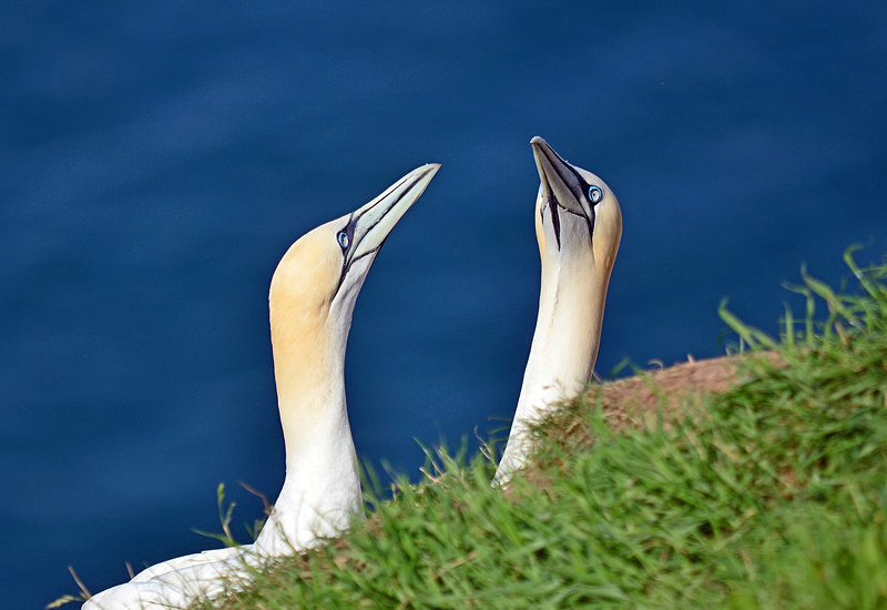 Gannets - Gannets