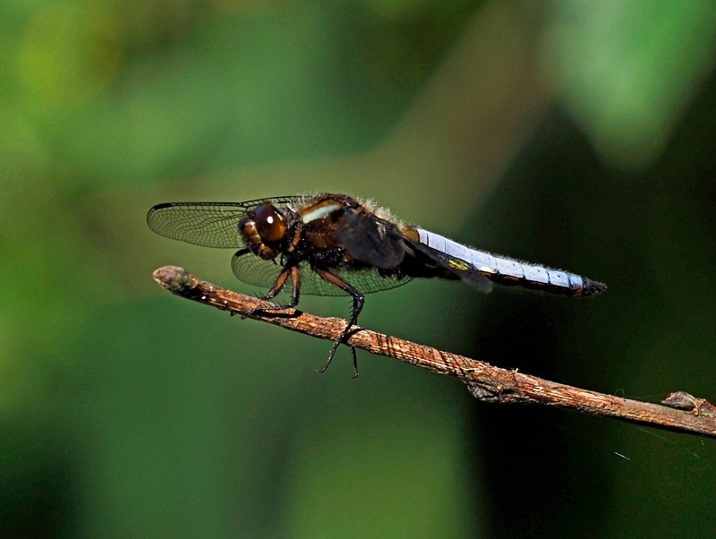 Broad-bodied Chaser - Dragonflies and damselflies