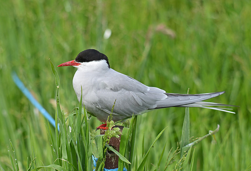Arctic Tern - Terns