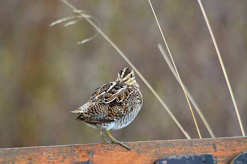 Common Snipe - North east Iceland