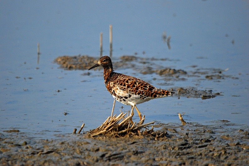 Ruff - Sandpipers