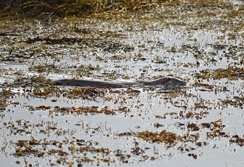 Otter - Otters