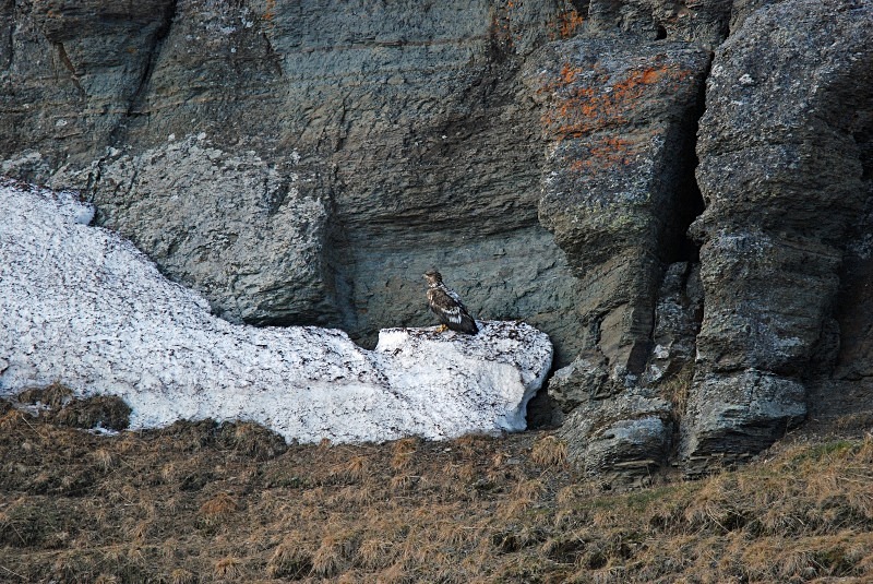 White-tailed Eagle - North Finland and north Norway - May and June 2009
