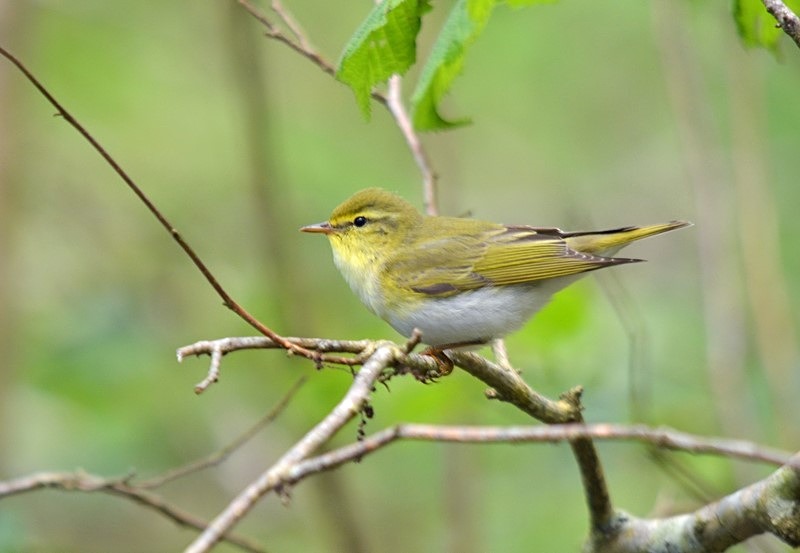 Wood Warbler - Warblers