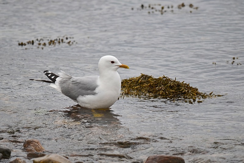 Common Gull - Gulls