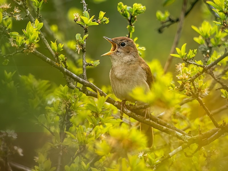 May 2023 - Nightingale - Photos of the month