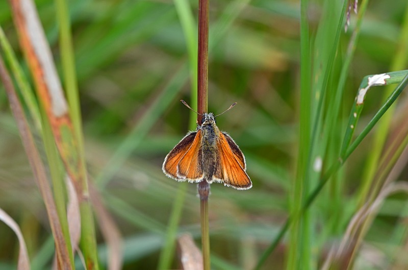 Small Skipper - Butterflies